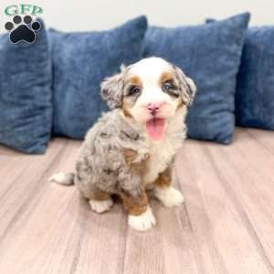 Oliver, Mini Bernedoodle Puppy