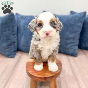 Oliver, Mini Bernedoodle Puppy