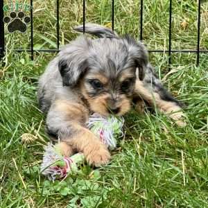 Primrose, Mini Bernedoodle Puppy