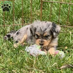 Primrose, Mini Bernedoodle Puppy