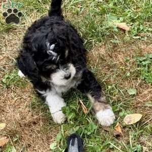 Gale, Mini Bernedoodle Puppy