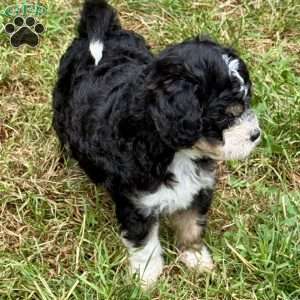 Gale, Mini Bernedoodle Puppy