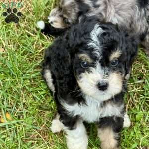 Gale, Mini Bernedoodle Puppy
