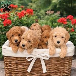 Milo, Mini Labradoodle Puppy