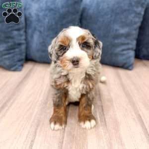 Jasper, Mini Bernedoodle Puppy