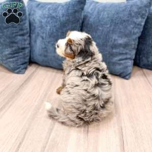 Jasper, Mini Bernedoodle Puppy