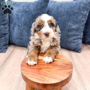 Jasper, Mini Bernedoodle Puppy