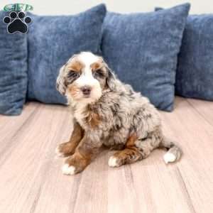 Jasper, Mini Bernedoodle Puppy