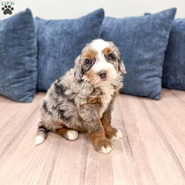 Jasper, Mini Bernedoodle Puppy