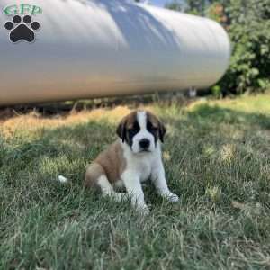 Rex, Saint Bernard Puppy