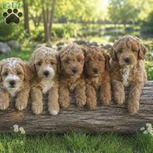 Tessa, Mini Goldendoodle Puppy