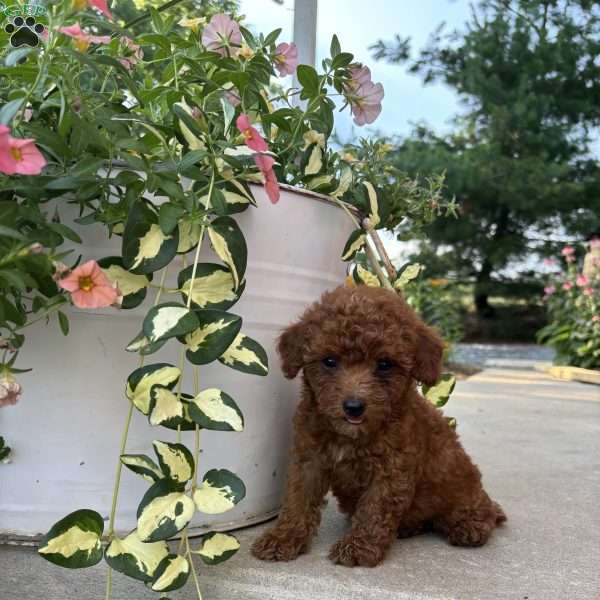 Daisy, Bich-Poo Puppy