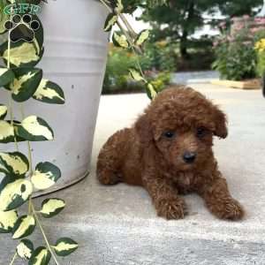 Daisy, Bich-Poo Puppy