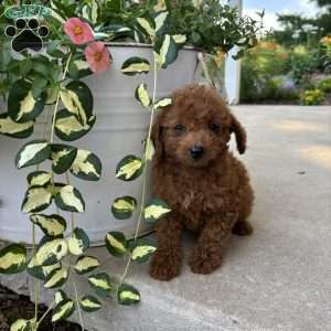 Molly, Bich-Poo Puppy