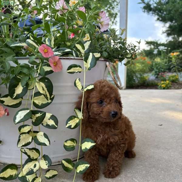 Molly, Bich-Poo Puppy
