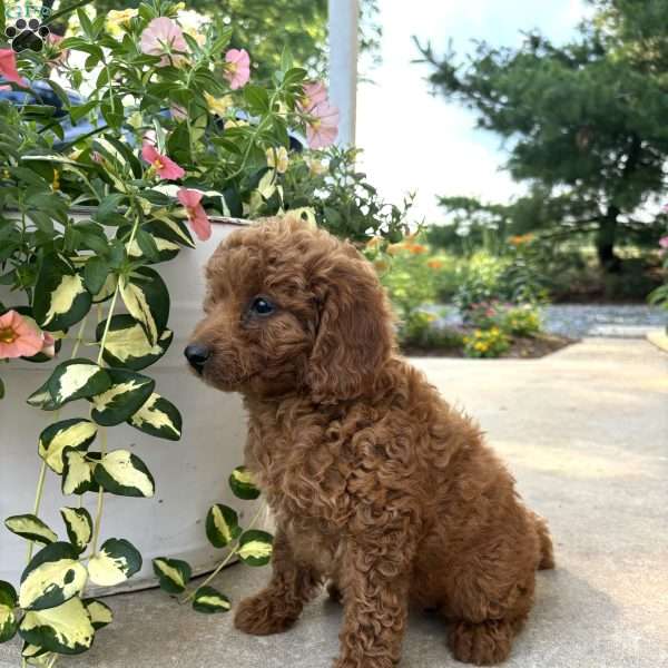 Lily, Bich-Poo Puppy