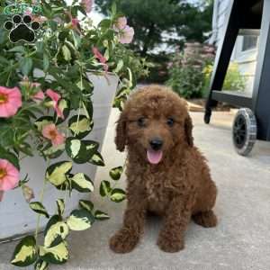 Lily, Bich-Poo Puppy