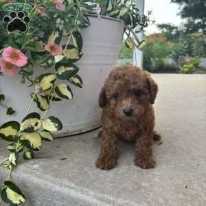 Dixie, Bich-Poo Puppy