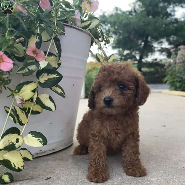 Dixie, Bich-Poo Puppy