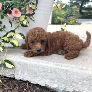 Ollie, Bich-Poo Puppy