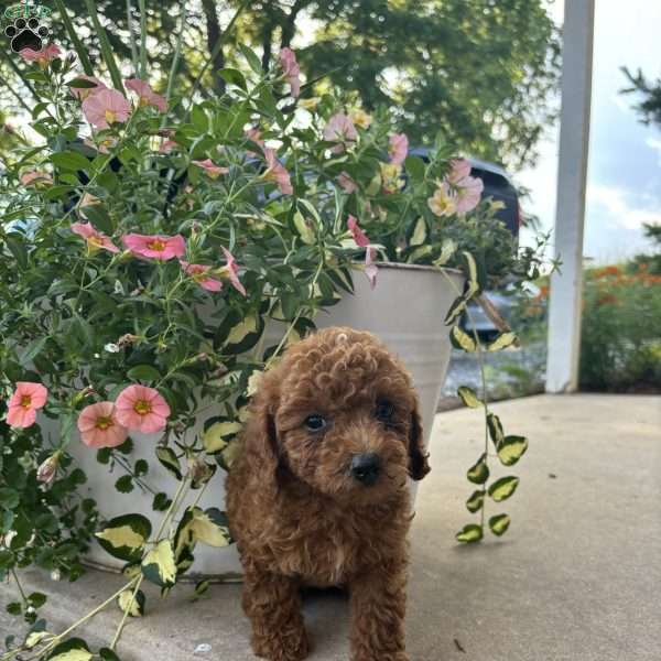 Ollie, Bich-Poo Puppy