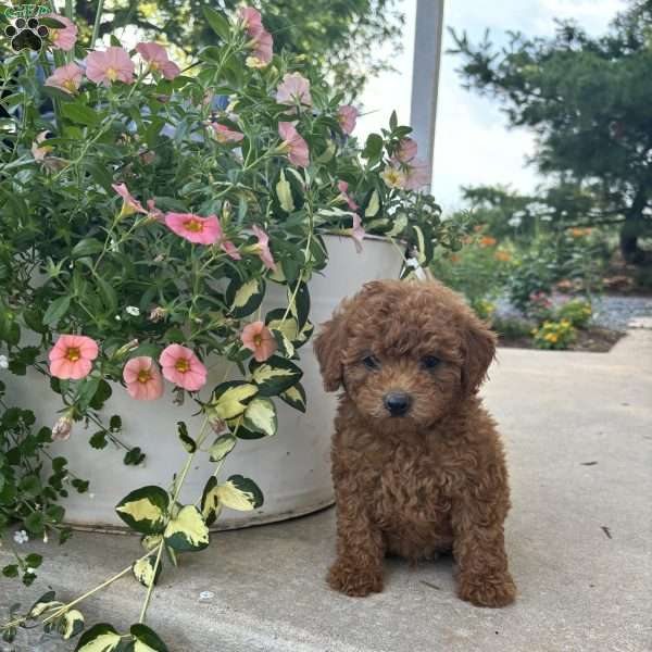 Benny, Bich-Poo Puppy
