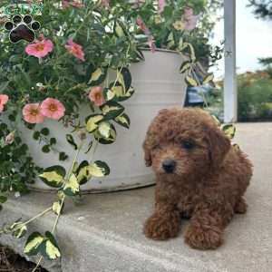 Benny, Bich-Poo Puppy