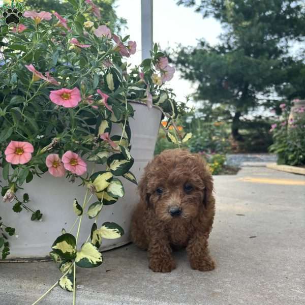Parker, Bich-Poo Puppy