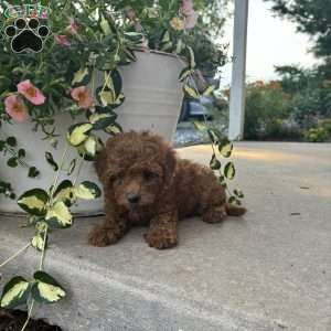 Parker, Bich-Poo Puppy