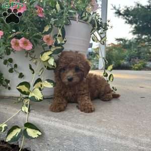 Luna, Bich-Poo Puppy