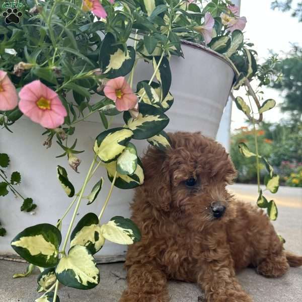 Luna, Bich-Poo Puppy