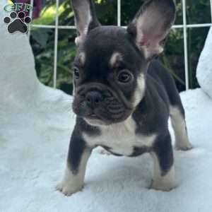 Serena, French Bulldog Puppy