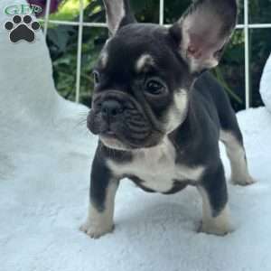 Serena, French Bulldog Puppy