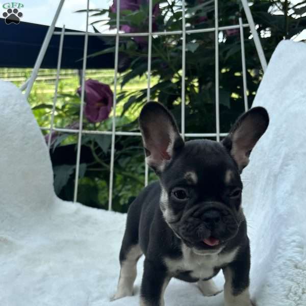 Serena, French Bulldog Puppy
