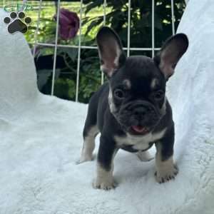 Serena, French Bulldog Puppy