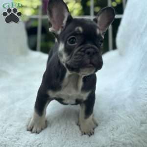 Serena, French Bulldog Puppy