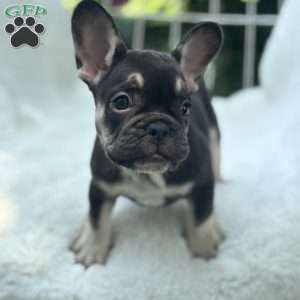 Serena, French Bulldog Puppy