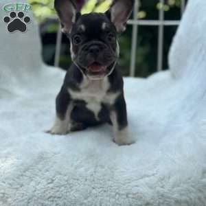 Serena, French Bulldog Puppy