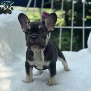 Serena, French Bulldog Puppy