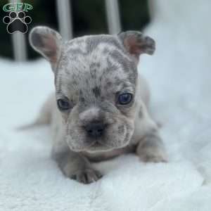 Malibu, French Bulldog Puppy