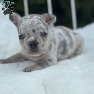 Malibu, French Bulldog Puppy