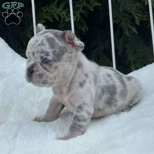 Malibu, French Bulldog Puppy