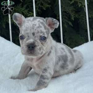 Malibu, French Bulldog Puppy