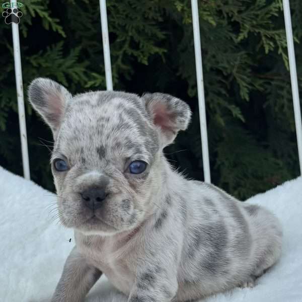 Malibu, French Bulldog Puppy
