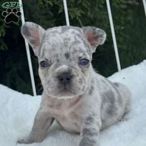 Malibu, French Bulldog Puppy