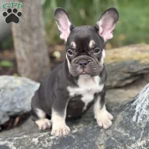 Serena, French Bulldog Puppy