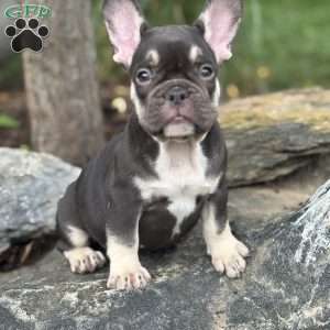 Serena, French Bulldog Puppy