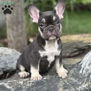 Serena, French Bulldog Puppy