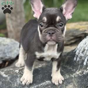 Serena, French Bulldog Puppy