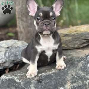 Serena, French Bulldog Puppy